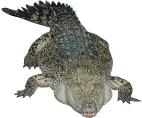 鳄鱼