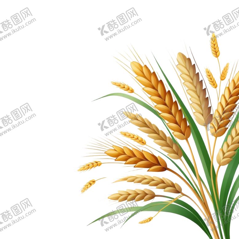 编号：40105701131154097927【酷图网】源文件下载-麦穗