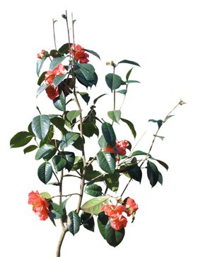 免扣花卉素材