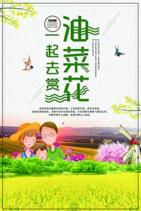 油菜花