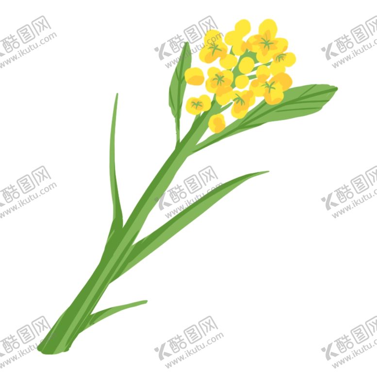 编号：67959004162244213912【酷图网】源文件下载-手绘油菜花