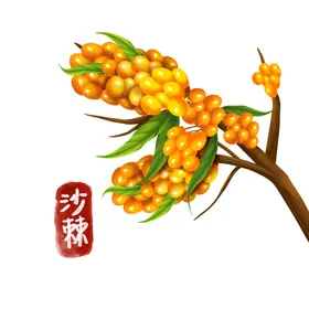 植物中药材中医馆中药挂图中药海报