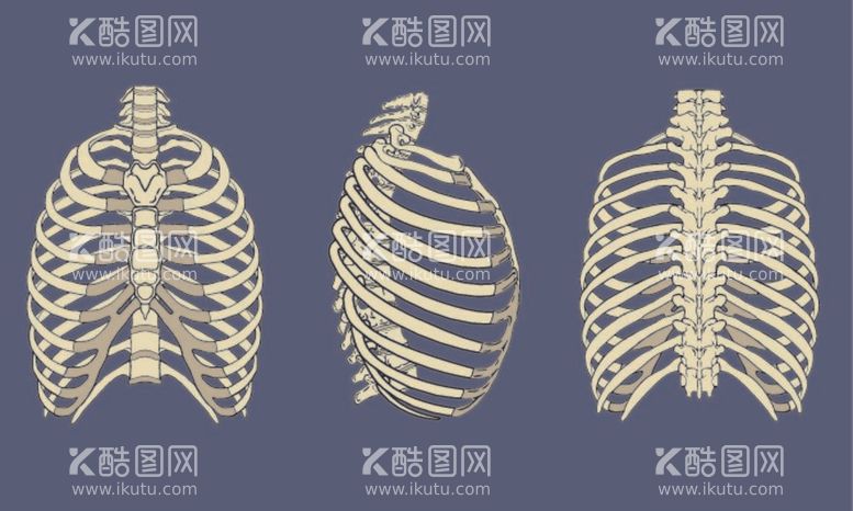 编号：66198111282025257902【酷图网】源文件下载-胸腔骨骼