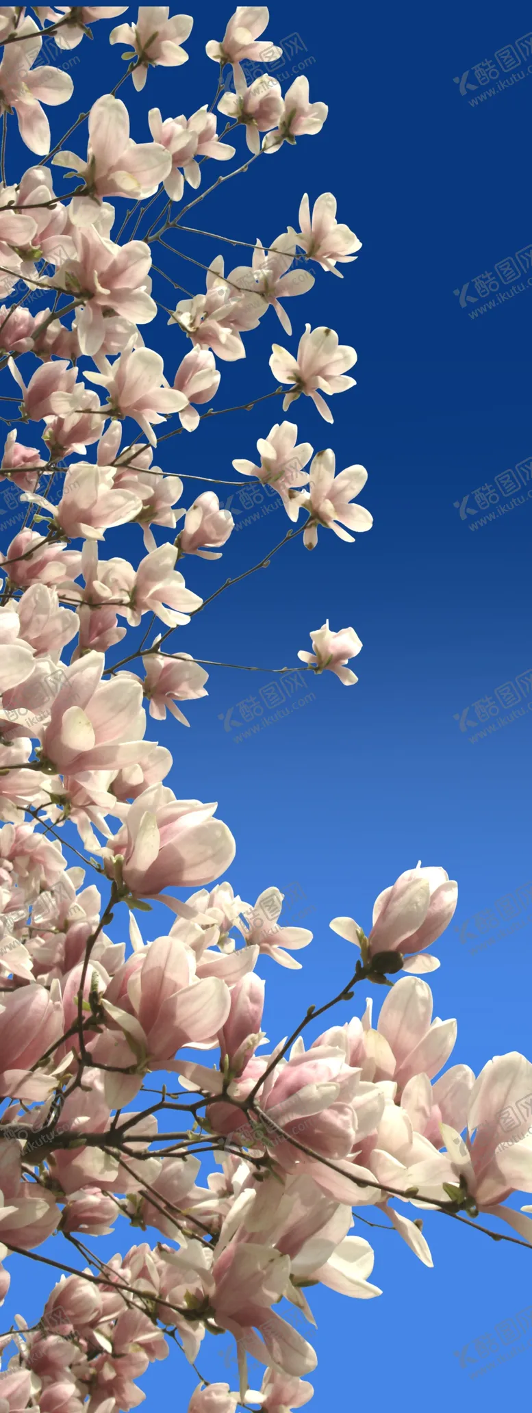 编号：13258410020340206783【酷图网】源文件下载-玉兰花卷轴背景