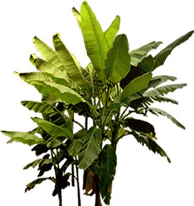 绿色装饰背景墙墙纸植物背景墙效果图