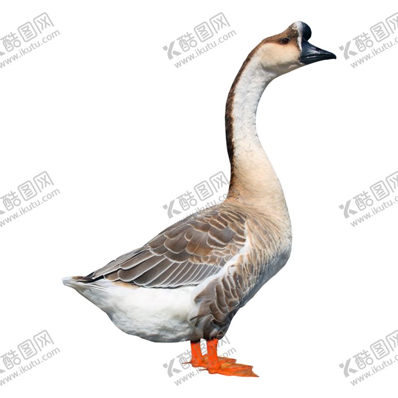 编号：19862802061646374786【酷图网】源文件下载-农家鹅