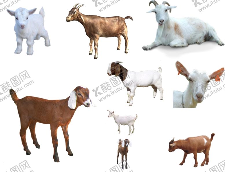 编号：63590709272304277227【酷图网】源文件下载-山羊png免扣高清素材