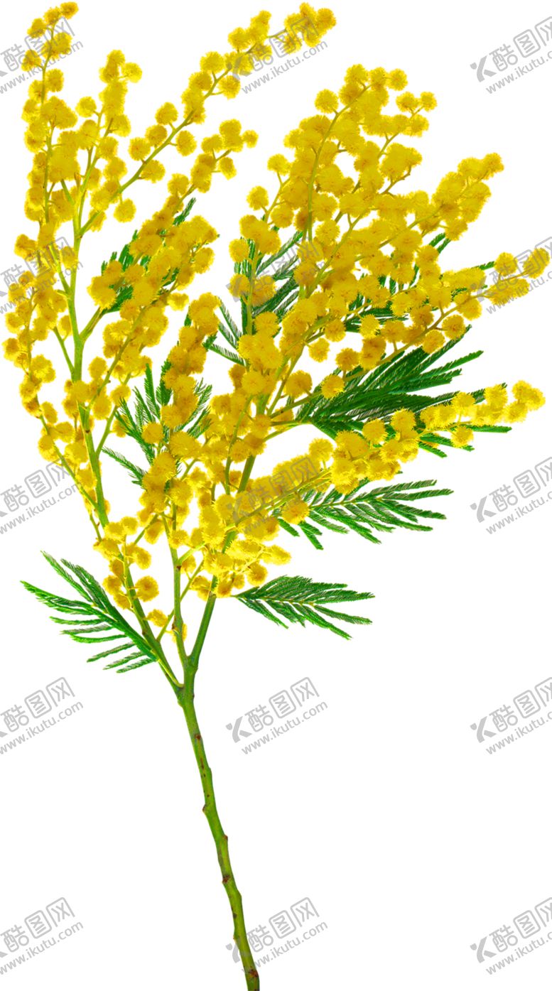 编号：64681509271455053009【酷图网】源文件下载-浪漫素材