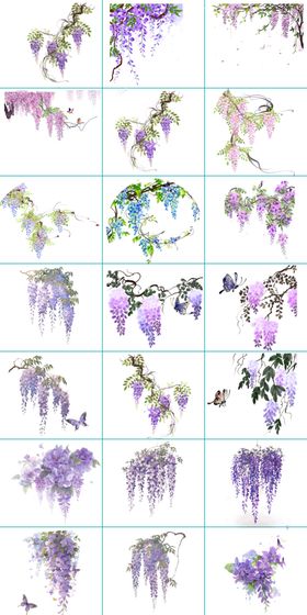 手绘紫藤花
