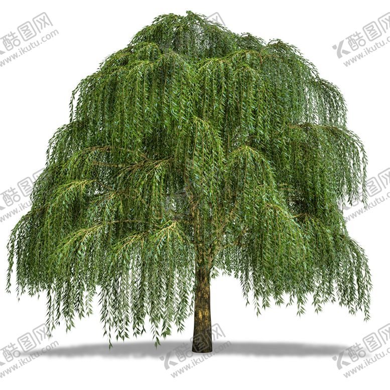 编号：37232510012245217807【酷图网】源文件下载-水杉