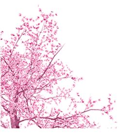 手绘粉色樱花免扣素材图片