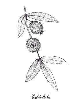 白描水果