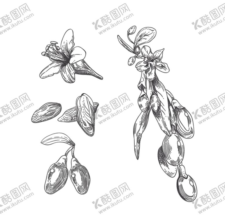 编号：77036009291745415382【酷图网】源文件下载-枸杞