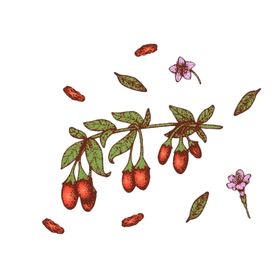手绘枸杞