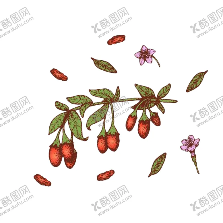 编号：52219407031012275975【酷图网】源文件下载-手绘枸杞