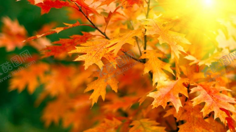 编号：69863009290522563273【酷图网】源文件下载-立秋秋天的枫叶