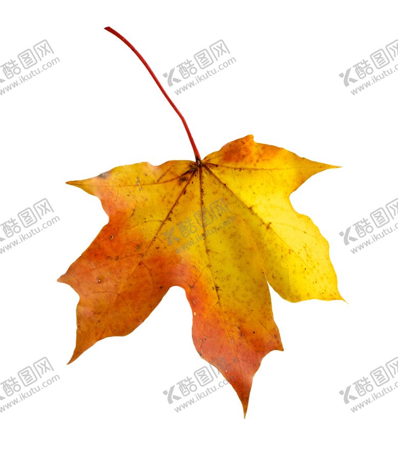 编号：16674507090903078164【酷图网】源文件下载-枫叶