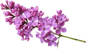 丁香花