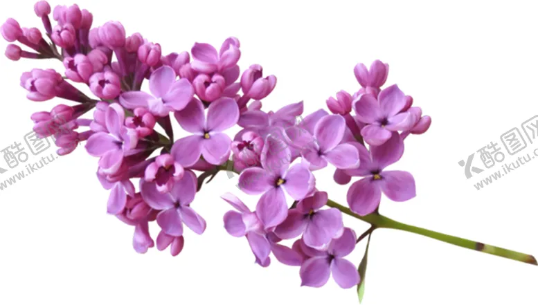 编号：66273106182234068133【酷图网】源文件下载-丁香花