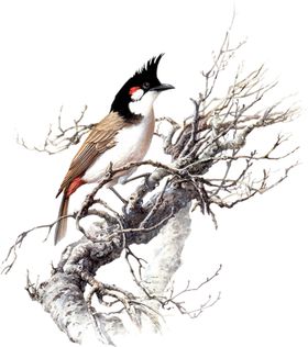 麻雀
