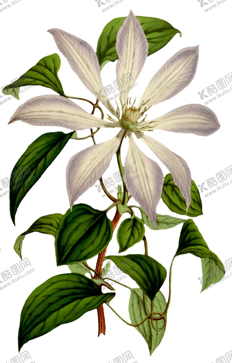 编号：23641909300551471005【酷图网】源文件下载-复古花朵植物图案