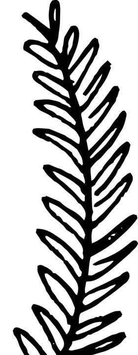 手绘植物枝干
