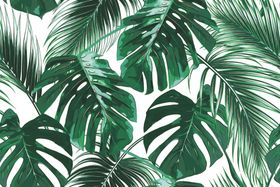 热带植物叶子回位矢量图