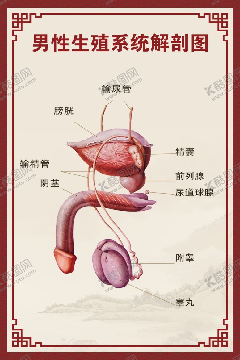 编号：56151601271334251898【酷图网】源文件下载-男性生殖系统解剖图