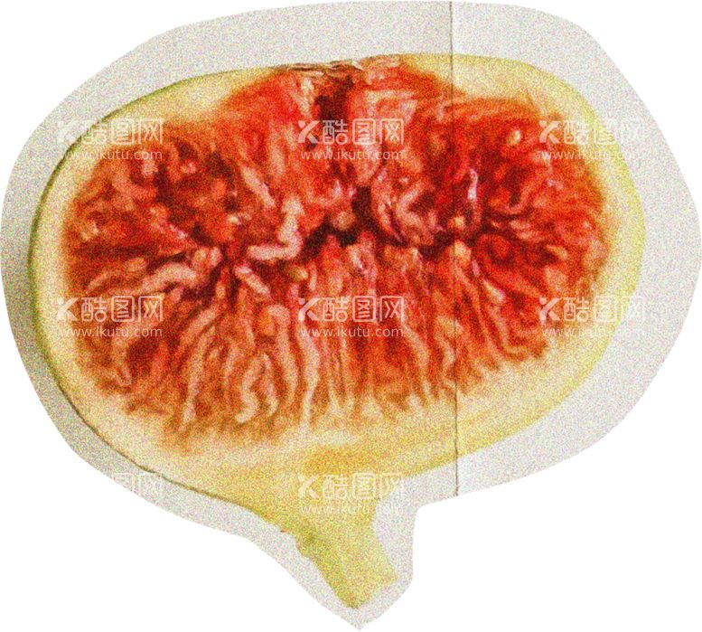 编号：11484512231543474994【酷图网】源文件下载-无花果横截面