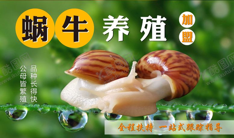 编号：47683010021122080138【酷图网】源文件下载-白玉蜗牛养殖
