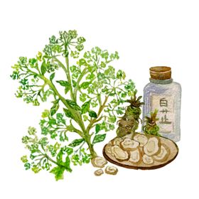 草本植物药材