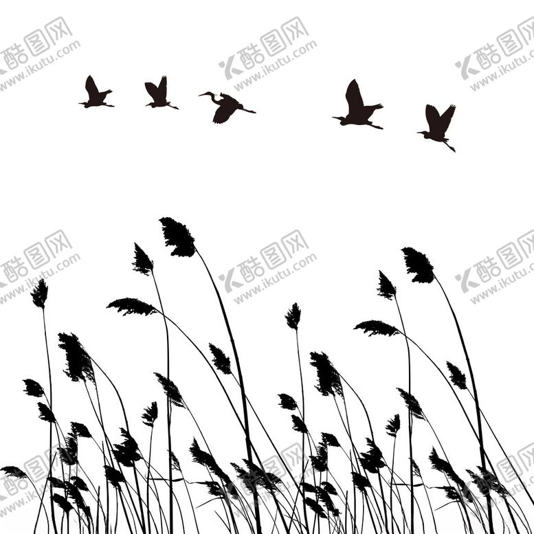 编号：93829502160226227100【酷图网】源文件下载-芦苇和大雁