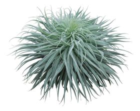 免扣植物树木素材