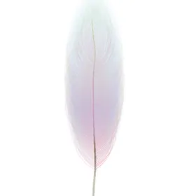 水彩创意羽毛图案