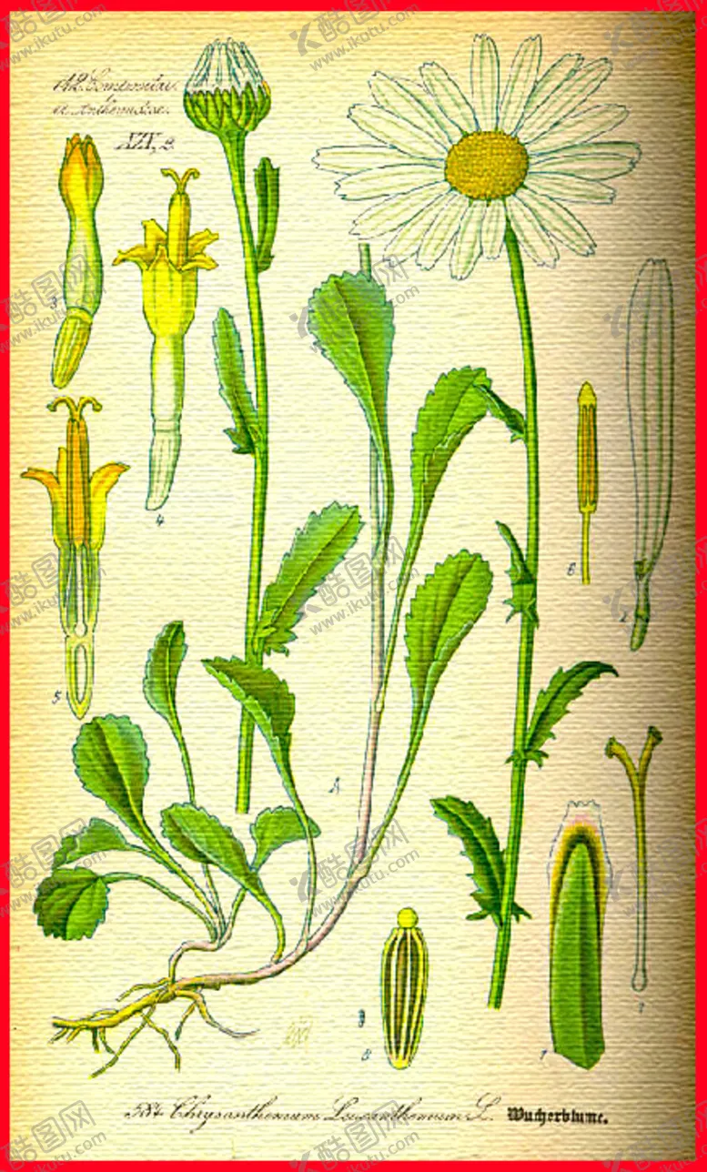 编号：73868809091419184028【酷图网】源文件下载-植物叶脉