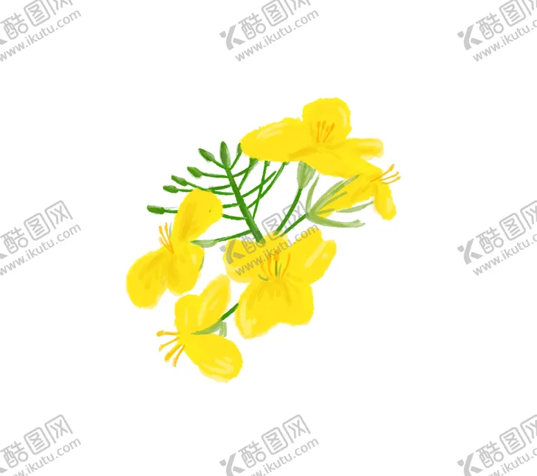 编号：45848812151220418300【酷图网】源文件下载-油菜花