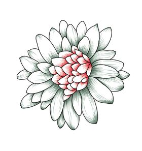 手绘花卉
