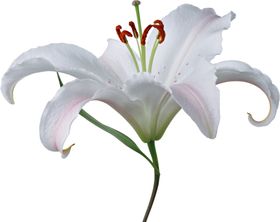 百合花