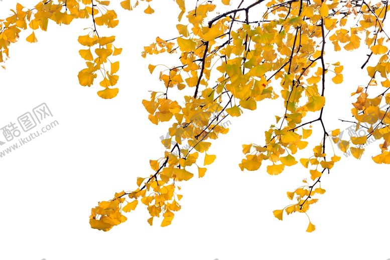 编号：54389409090338521290【酷图网】源文件下载-银杏树叶黄色秋天中秋背景素材