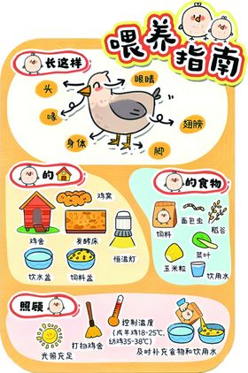 小鸡喂养指南