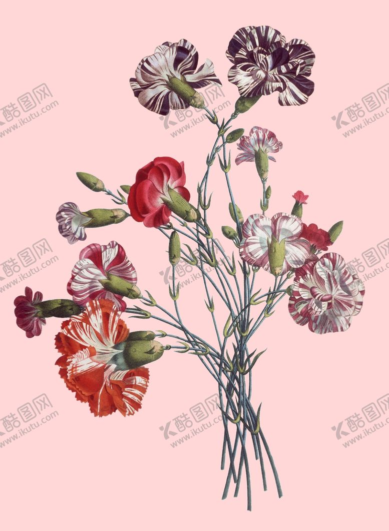 编号：44046607032316144147【酷图网】源文件下载-花卉植