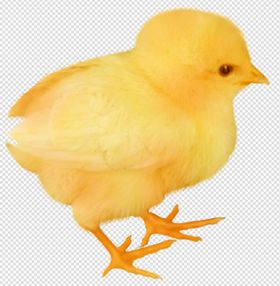 小鸡