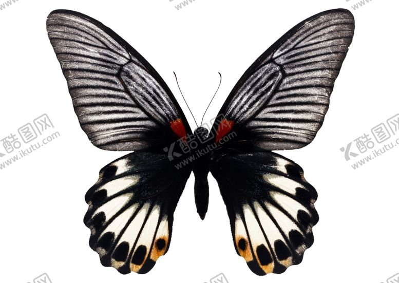 编号：73094306151841061526【酷图网】源文件下载-昆虫蝴蝶花纹图案