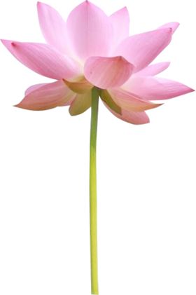 荷花元素