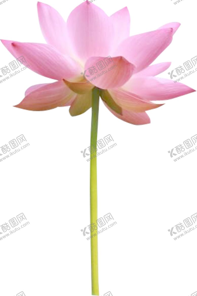 编号：67425405150557007637【酷图网】源文件下载-荷花元素