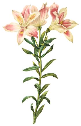 植物花卉油画装饰画