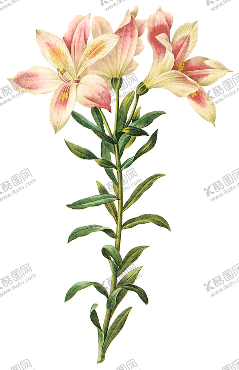 编号：24020907012320421062【酷图网】源文件下载-植物花卉油画装饰画