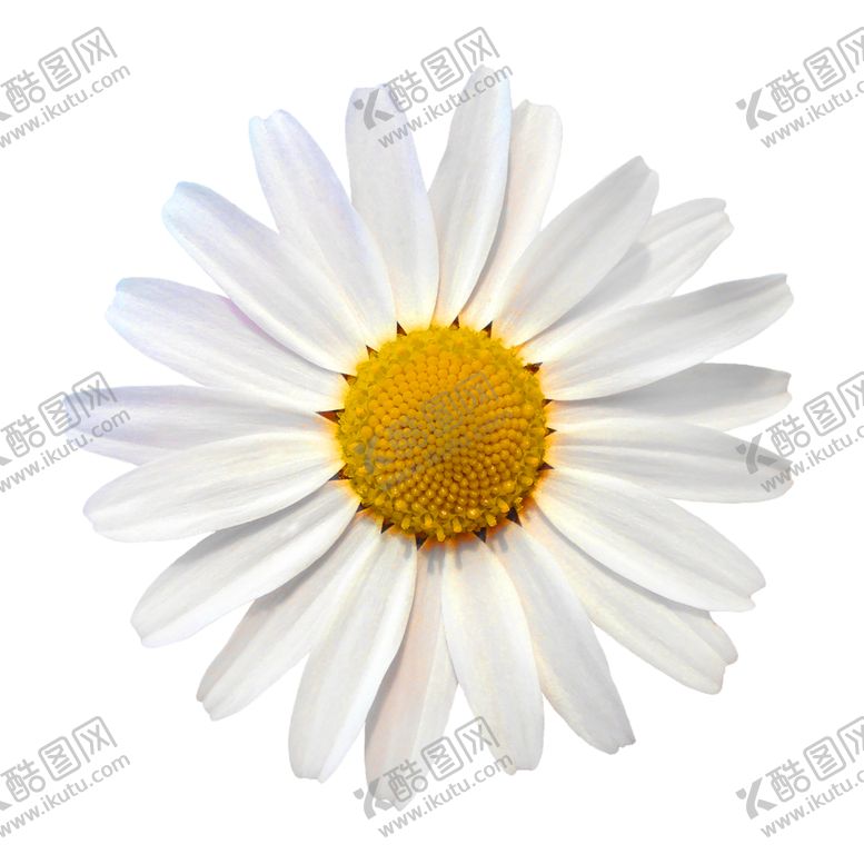 编号：76121910130145084645【酷图网】源文件下载-鲜花装饰