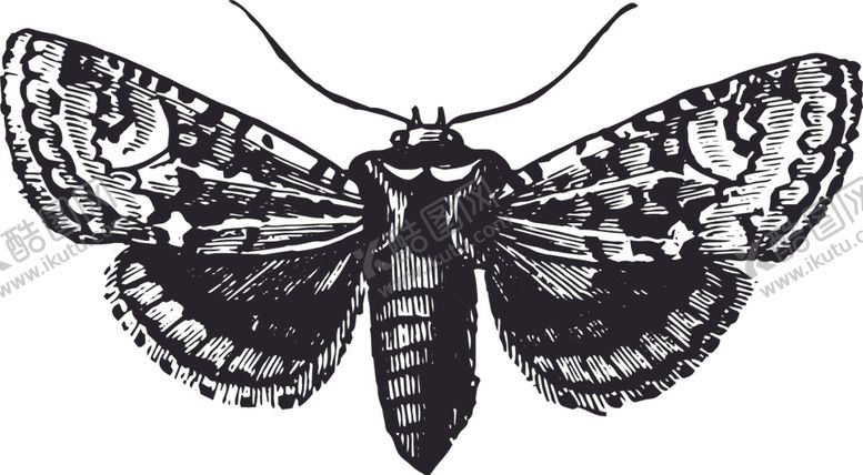 编号：39324510052338332187【酷图网】源文件下载-自然昆虫标本插画