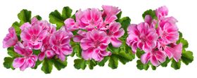 鲜花